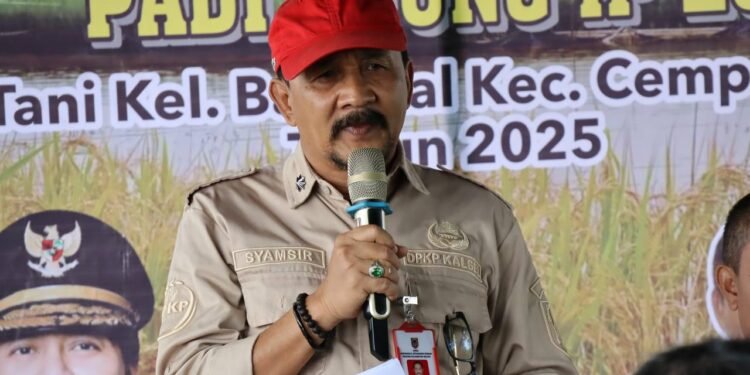 Panen Padi Apung di Banjarbaru, Wujudkan Ketahanan Pangan dan Kesejahteraan Petani