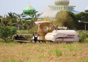 Hingga April 2025, Bulog Kalsel Catat Realisasi Serapan Gabah dari Petani Capai 7.400 Ton