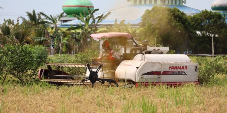 Hingga April 2025, Bulog Kalsel Catat Realisasi Serapan Gabah dari Petani Capai 7.400 Ton