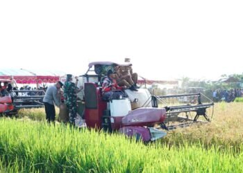 Pemprov Kalsel Panen Raya di Desa Panca Karta