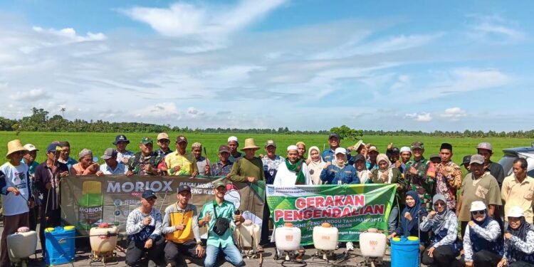 Cegah Serangan Hama, BPTPH Kalsel Intensifkan Penyuluhan dan Pengawasan pada Musim Kemarau