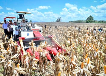 Panen Raya Jagung Seluas 344 Ribu Hektare, Presiden Prabowo Tegaskan Indonesia Siap Jadi Lumbung Pangan Dunia