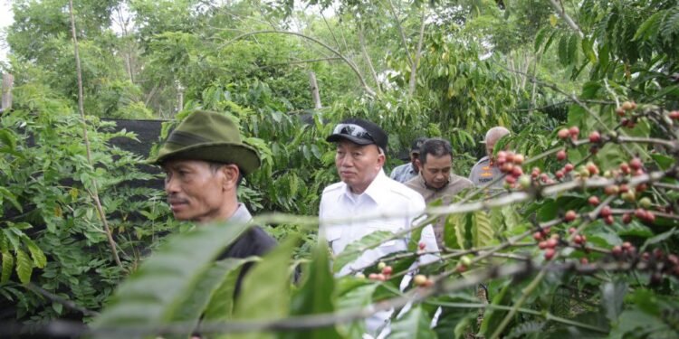 Dorong Ketahanan Pangan dan Pemberdayaan Lahan Tidur, Gubernur Kalsel, Kapolda Kalsel, dan Rektor ULM Panen Kopi dan Jagung di Tanah Laut