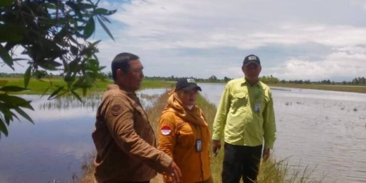 BPTPH Kalsel Gerak Cepat Bantu Petani Banjarbaru Hadapi Dampak Cuaca Ekstrem