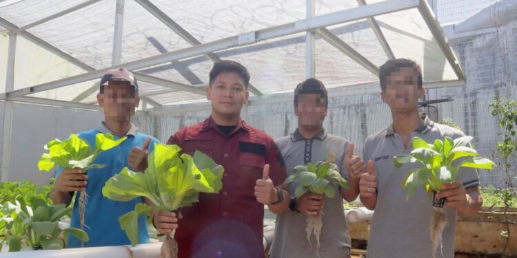 Dukung Ketahanan Pangan,  Lapas Batulicin Panen 15 Kg Sawi Dari Kebun Hidroponik Warga Binaan