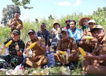 Dukung Ketahanan Pangan, Pemkab Kotabaru Panen Jagung di Desa Sebelimbingan