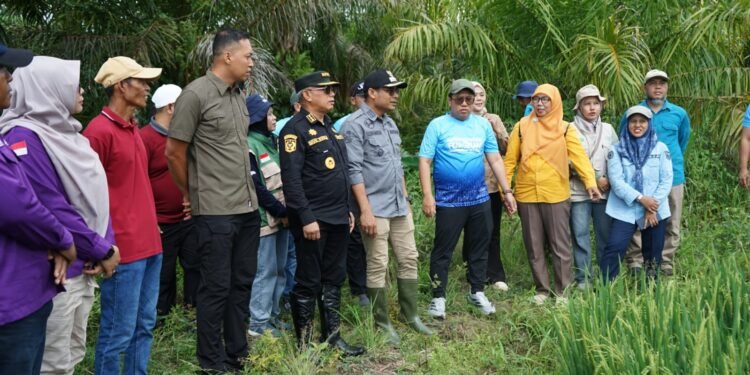Perkuat Komitmen Swasembada Pangan, Bupati Tinjau dan Panen Raya Padi