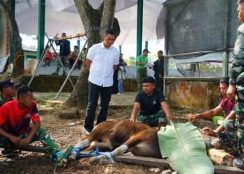 Idul Adha 1447 H: Kodim 1022/Tanah Bumbu Sebar Daging Kurban, Wujud Nyata TNI Hadir untuk Rakyat