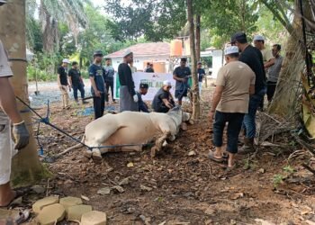 Sasar Ponpes Hingga Warga Lingkar Tambang, Arutmin Batulicin Potang Sapi Brahman Jumbo di Hari Raya Kurban 1447 H