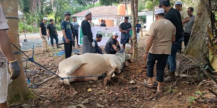 Sasar Ponpes Hingga Warga Lingkar Tambang, Arutmin Batulicin Potang Sapi Brahman Jumbo di Hari Raya Kurban 1447 H