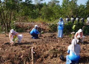 Menjaga Ekosistem: Tanah Bumbu Tanam Mangrove untuk Generasi Mendatang